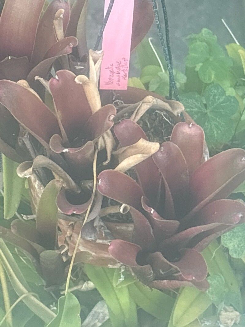 Neoregelia amandae — related species from the same genus