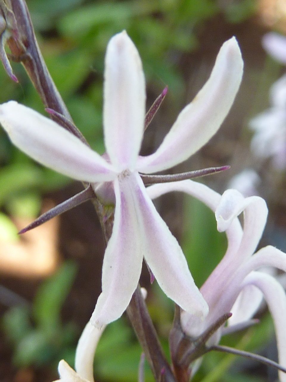 Cyphia glandulifera flower