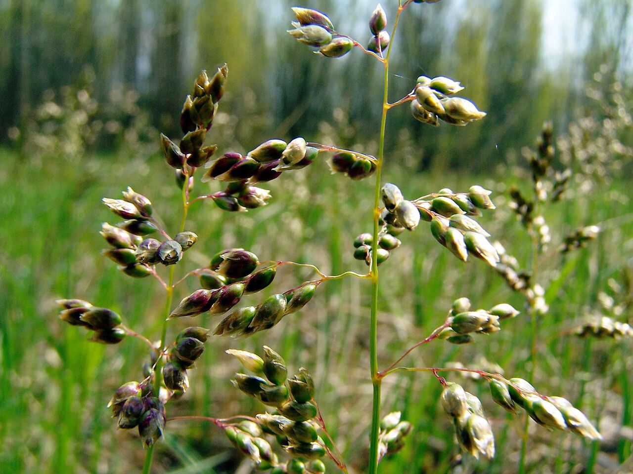 Hierochloe odorata flower