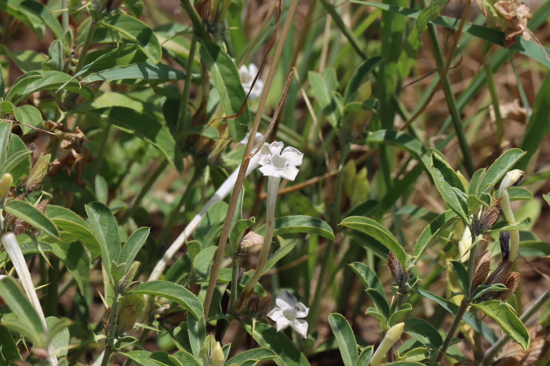 Barleria acanthoides flower