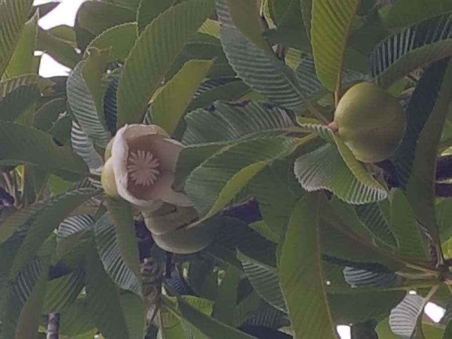 Dillenia indica flower