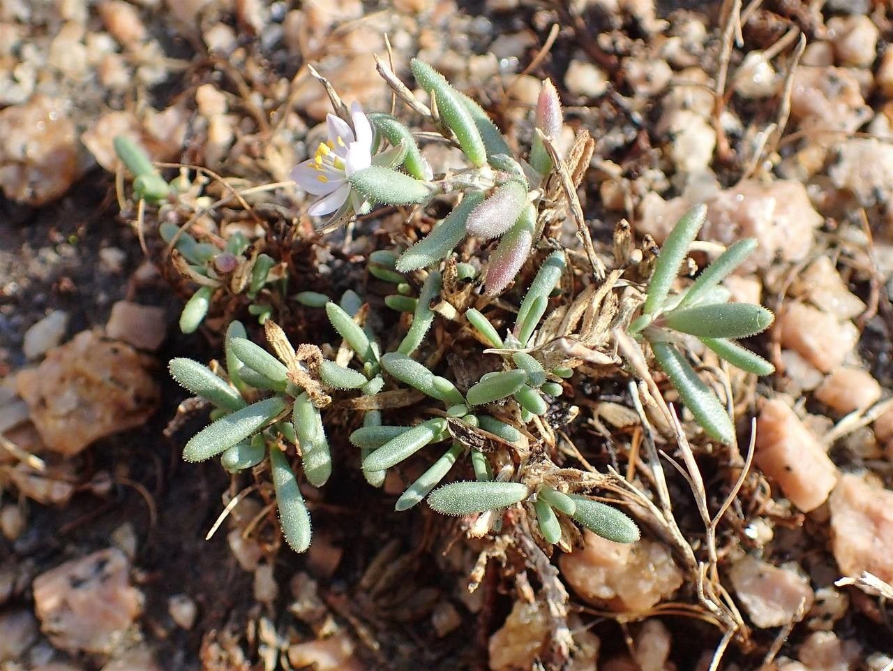 Spergula macrorrhiza habit