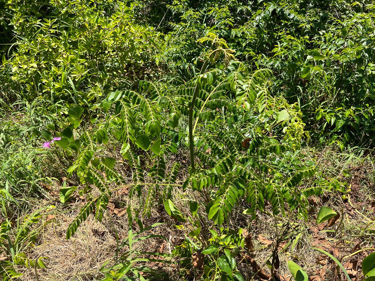 Caesalpinia crista habit