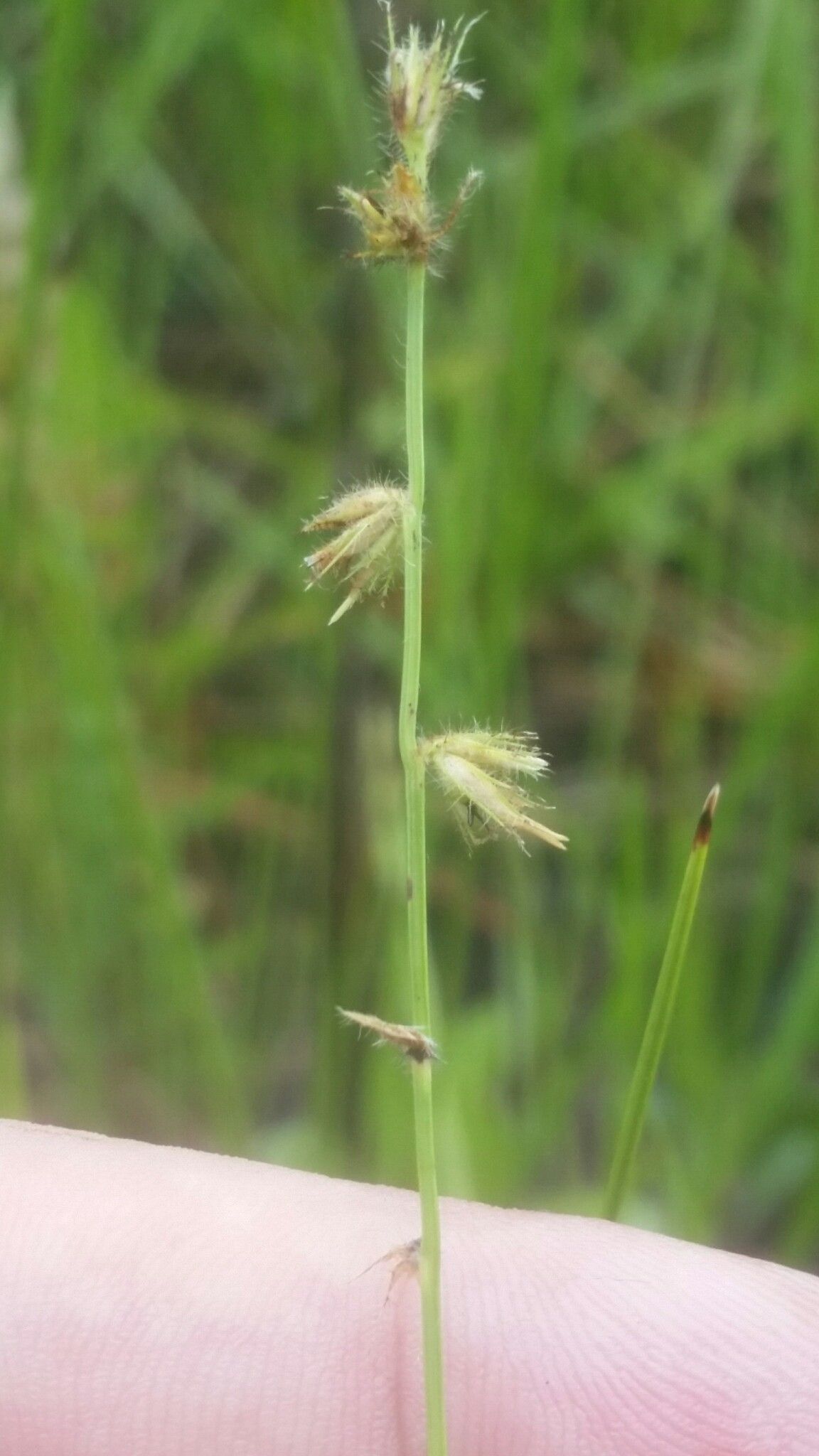 Scleria hirtella flower