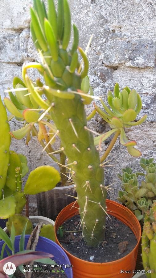 Austrocylindropuntia verschaffeltii bark