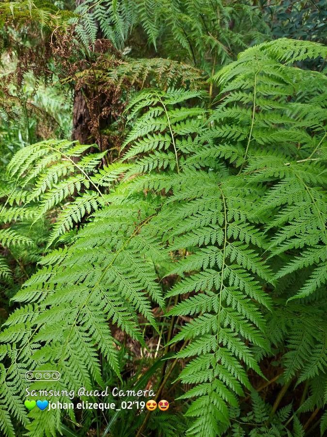 Calochlaena straminea leaf