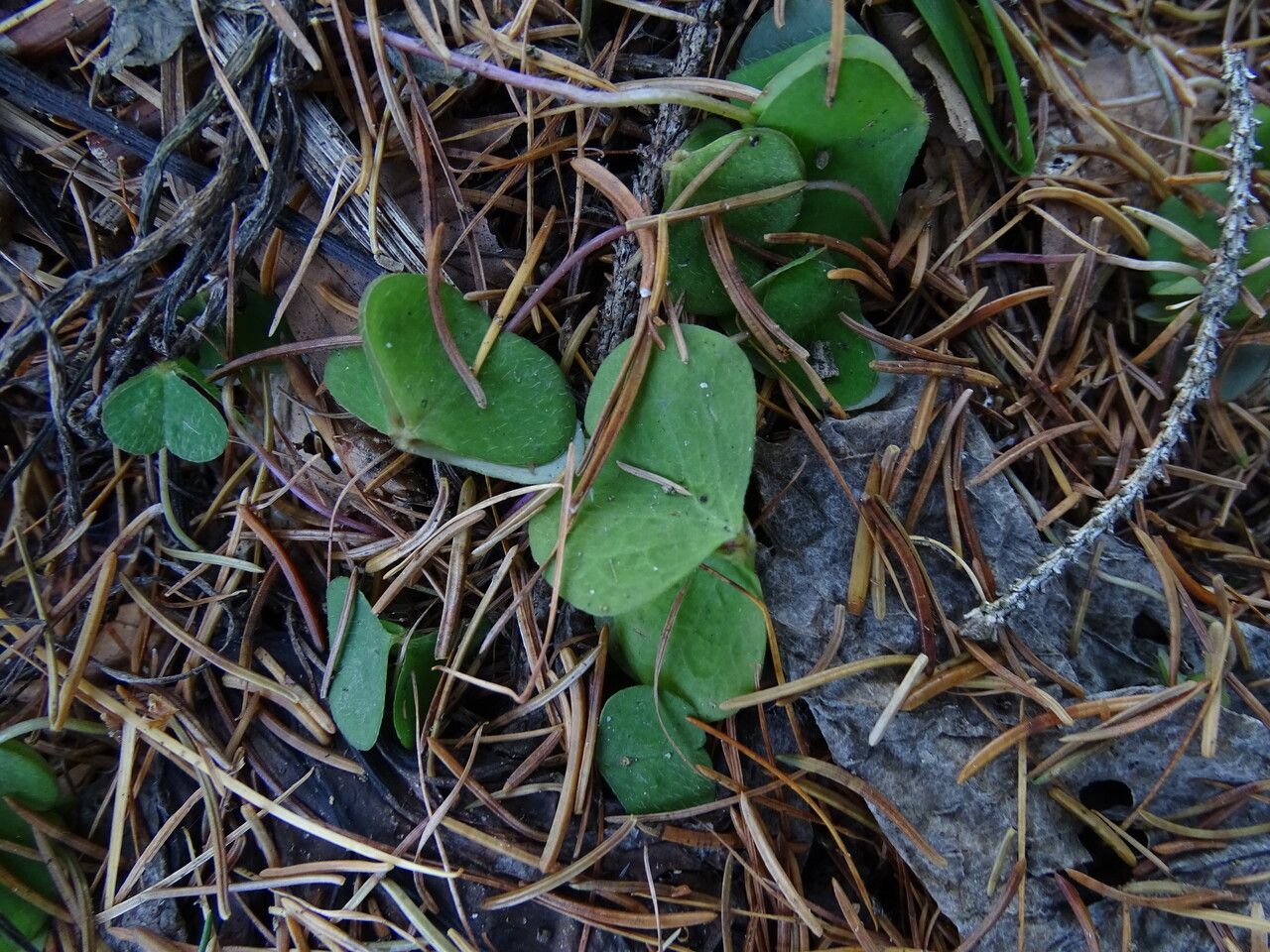 Oxalis acetosella leaf