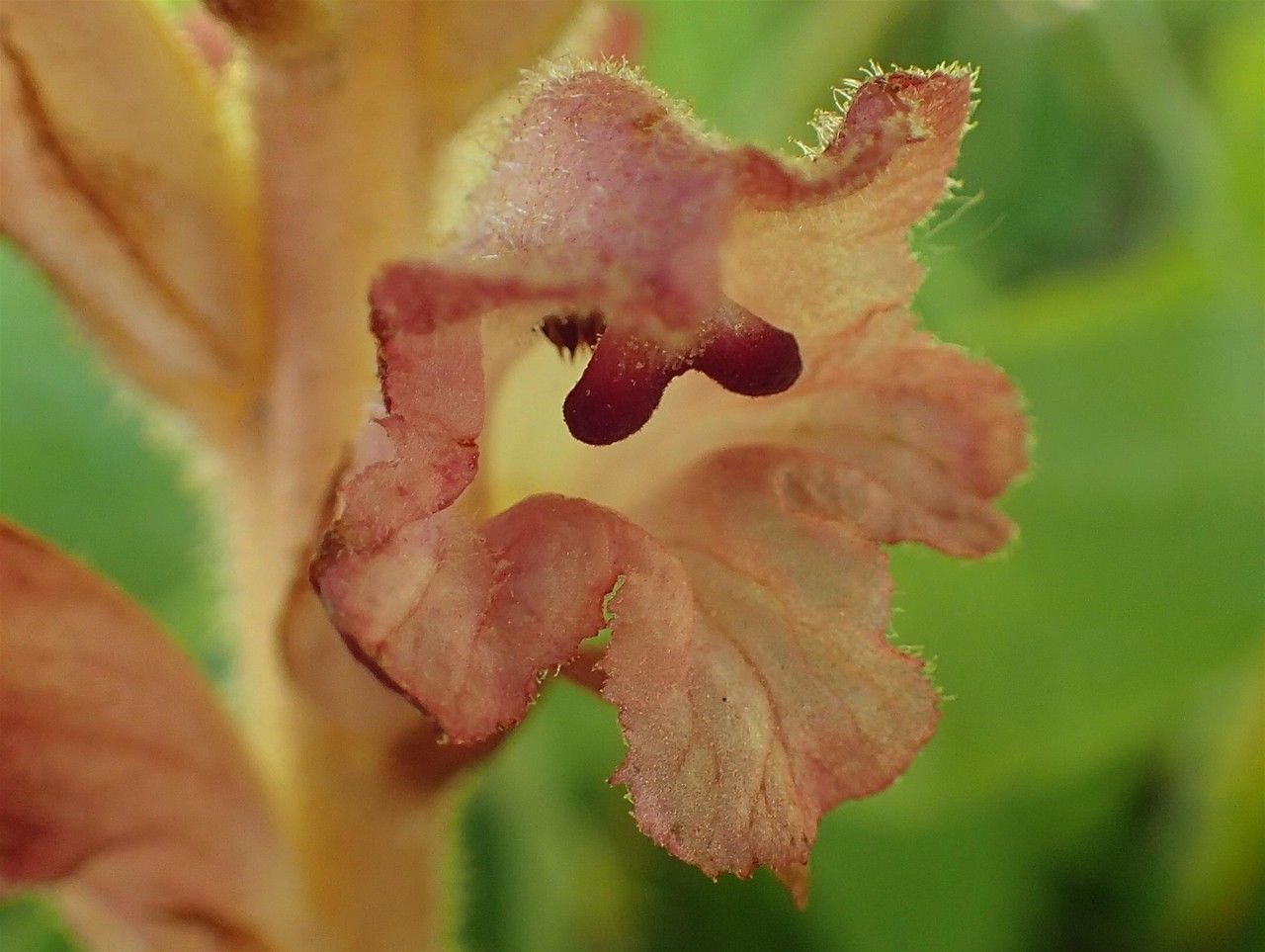 Orobanche teucrii flower