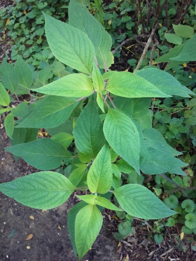 Salvia roemeriana — search result for 'Salvia'