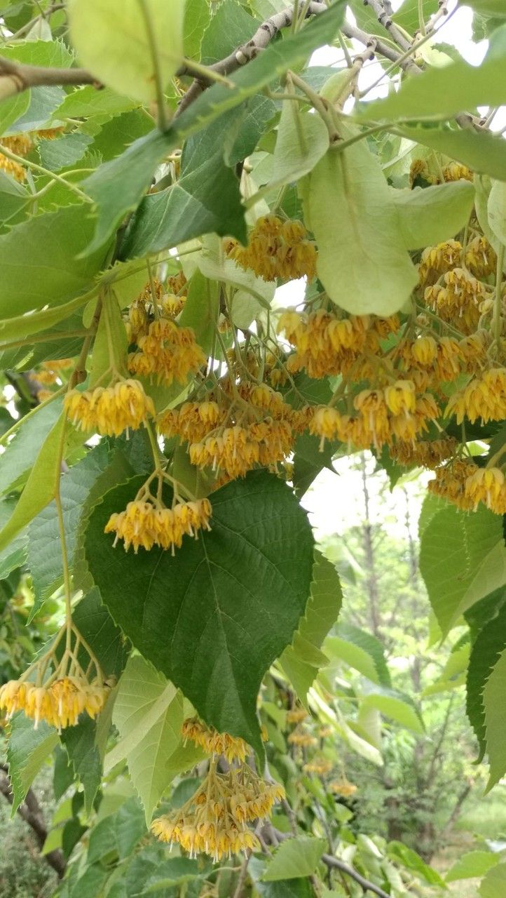 Tilia miqueliana flower