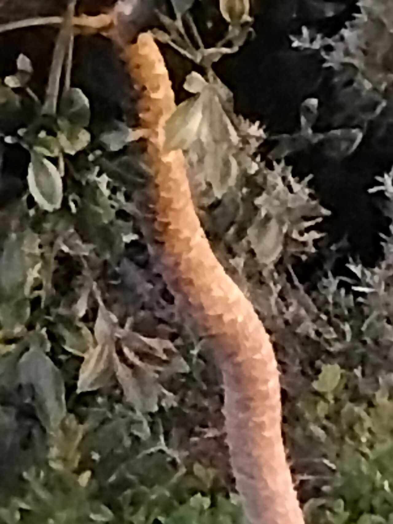 Cussonia zuluensis bark