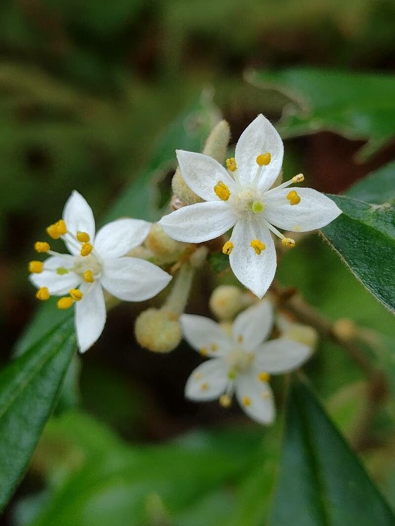 Asterolasia correifolia flower