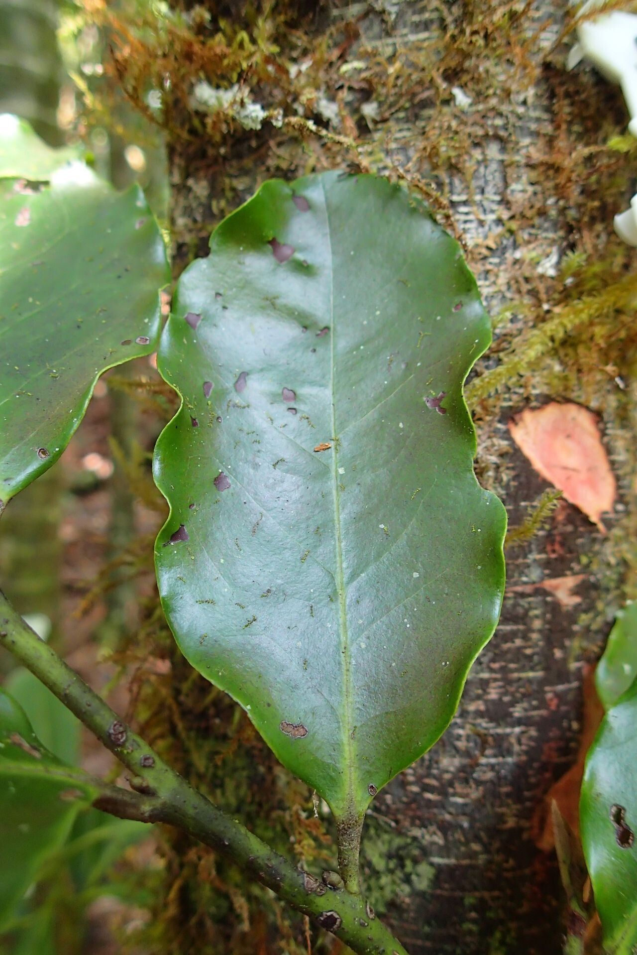 Diospyros trisulca — houseplant care guide