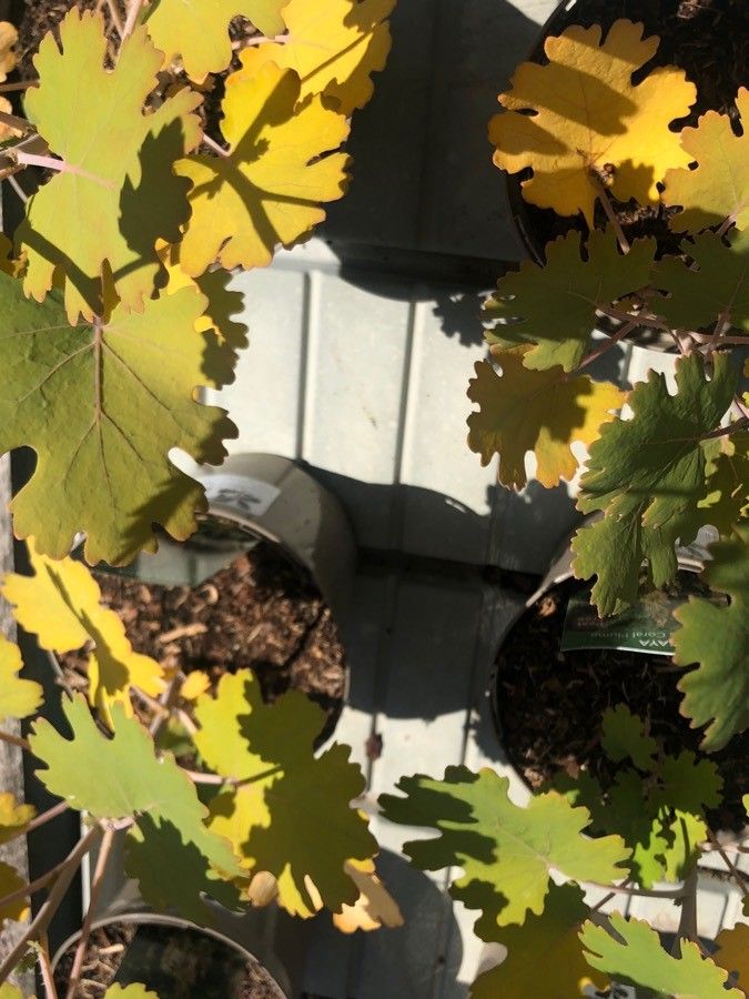 Macleaya cordata leaf