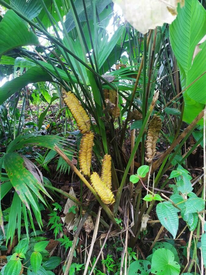 Calathea crotalifera fruit