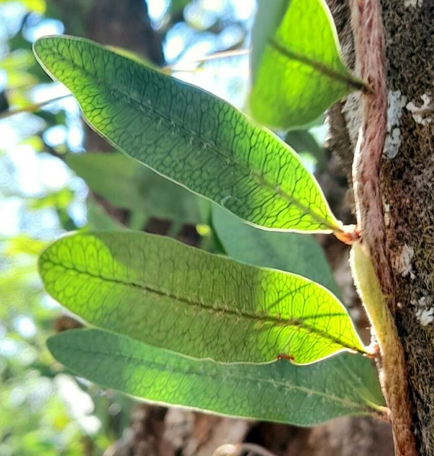 Microgramma squamulosa leaf