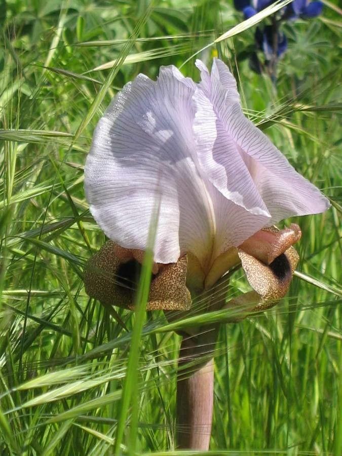 Iris lortetii flower