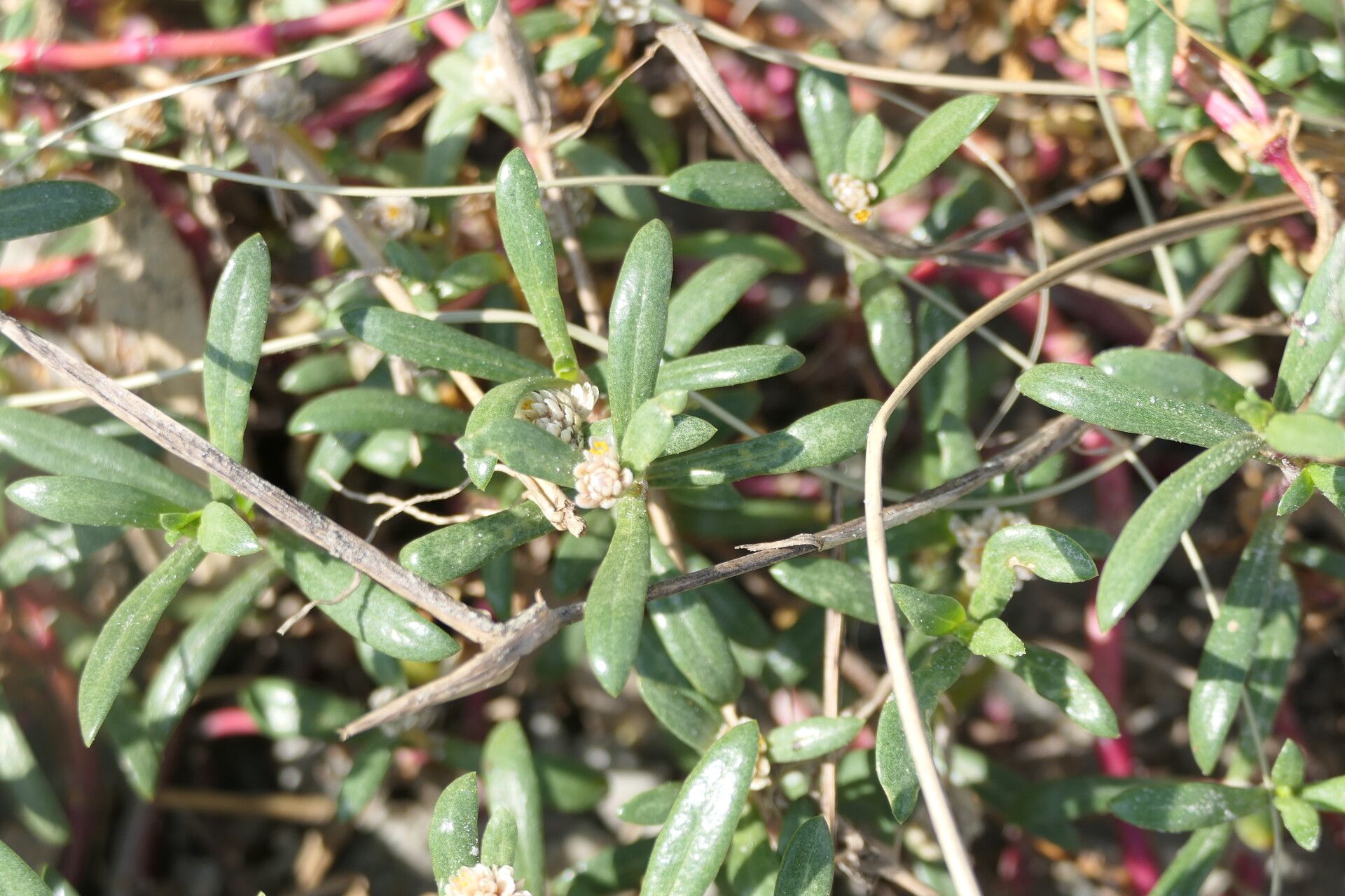 Gomphrena portulacoides — search result for 'Gomphrena'