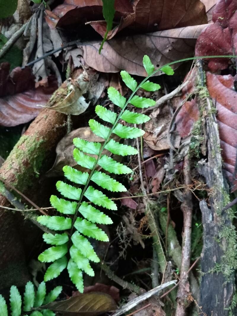 Asplenium cirrhatum — search result for 'Asplenium'