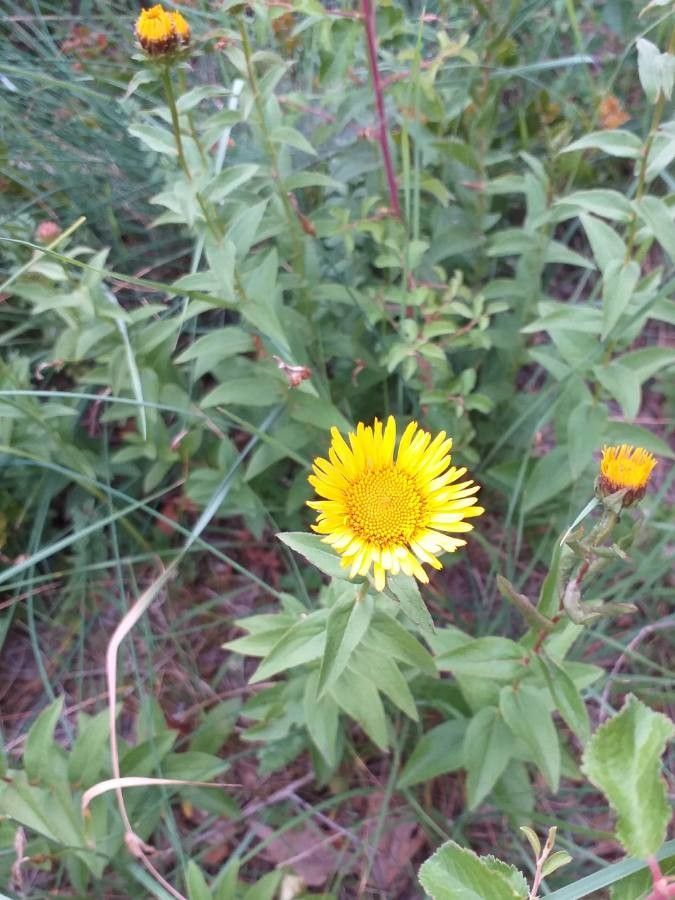 Inula salicina flower