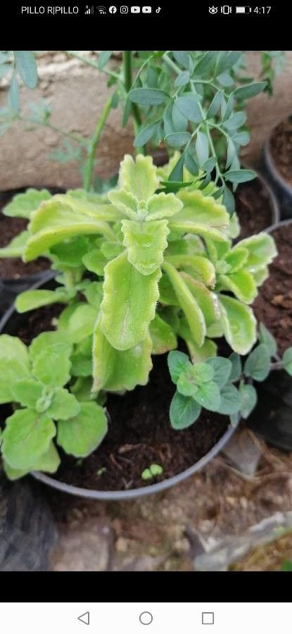 Aeollanthus repens leaf