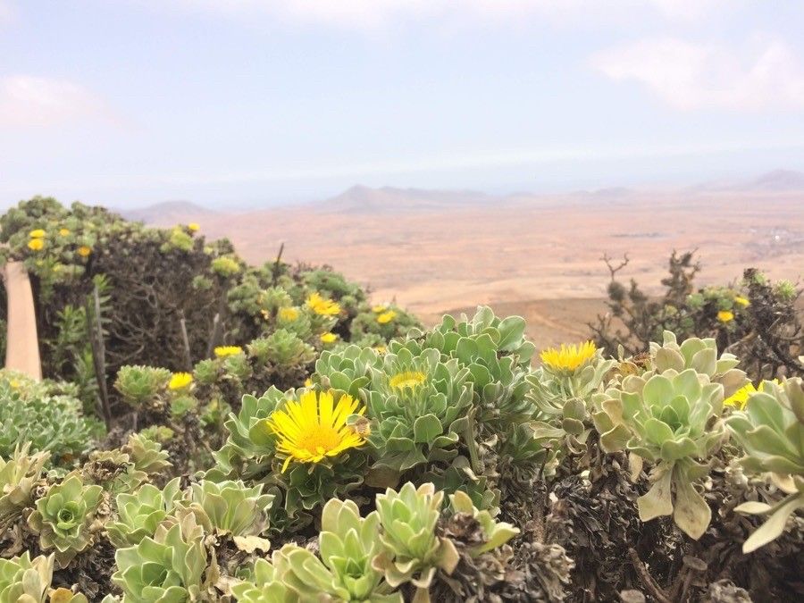 Nauplius sericeus habit