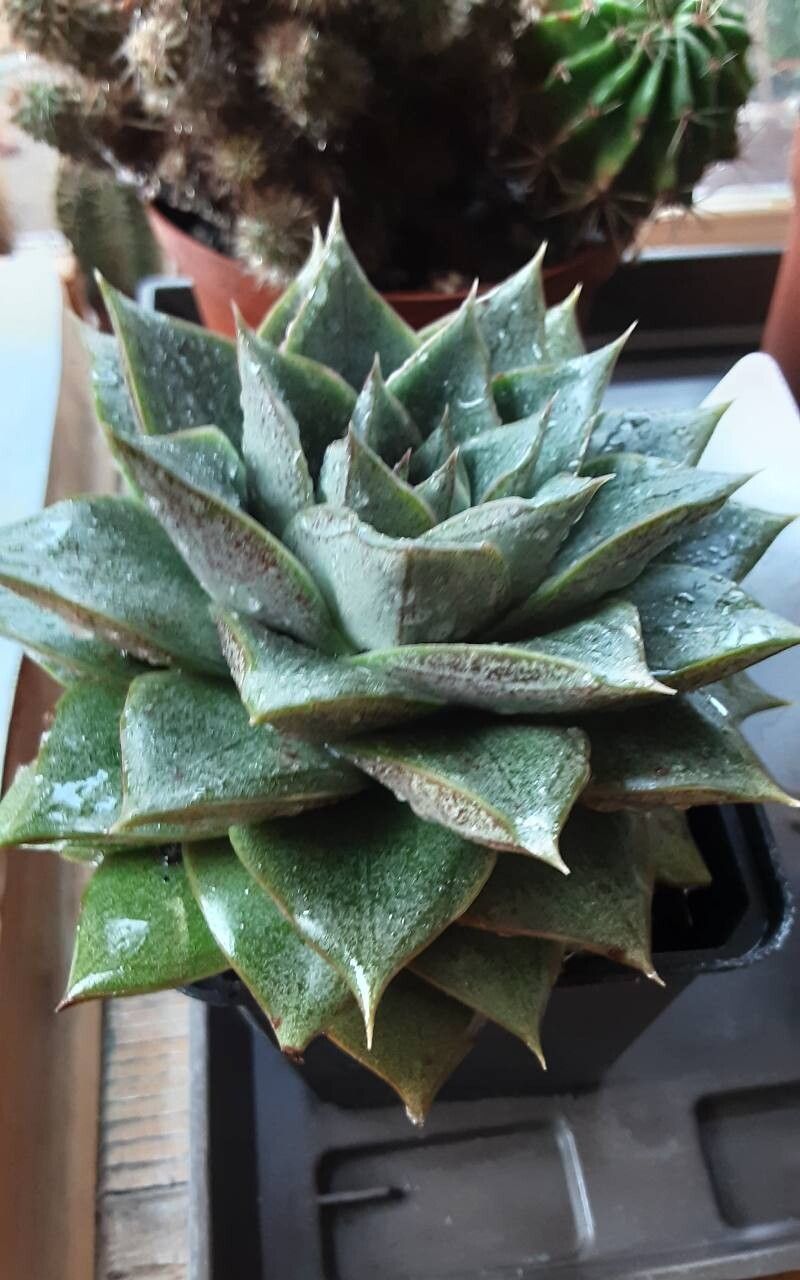 Echeveria purpusiorum habit