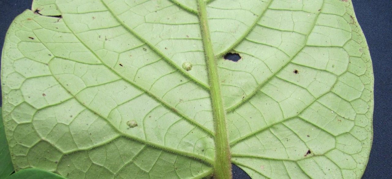 Piper ceibense leaf