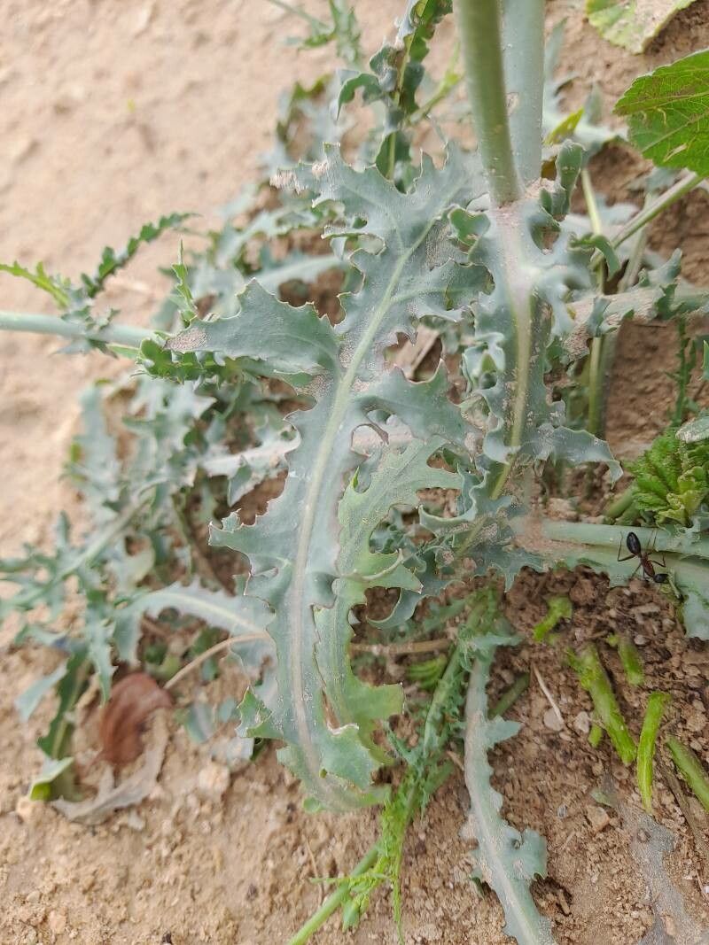 Launaea mucronata leaf
