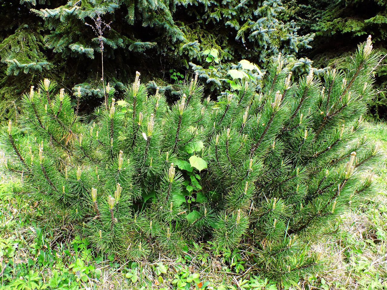 Pinus muricata habit