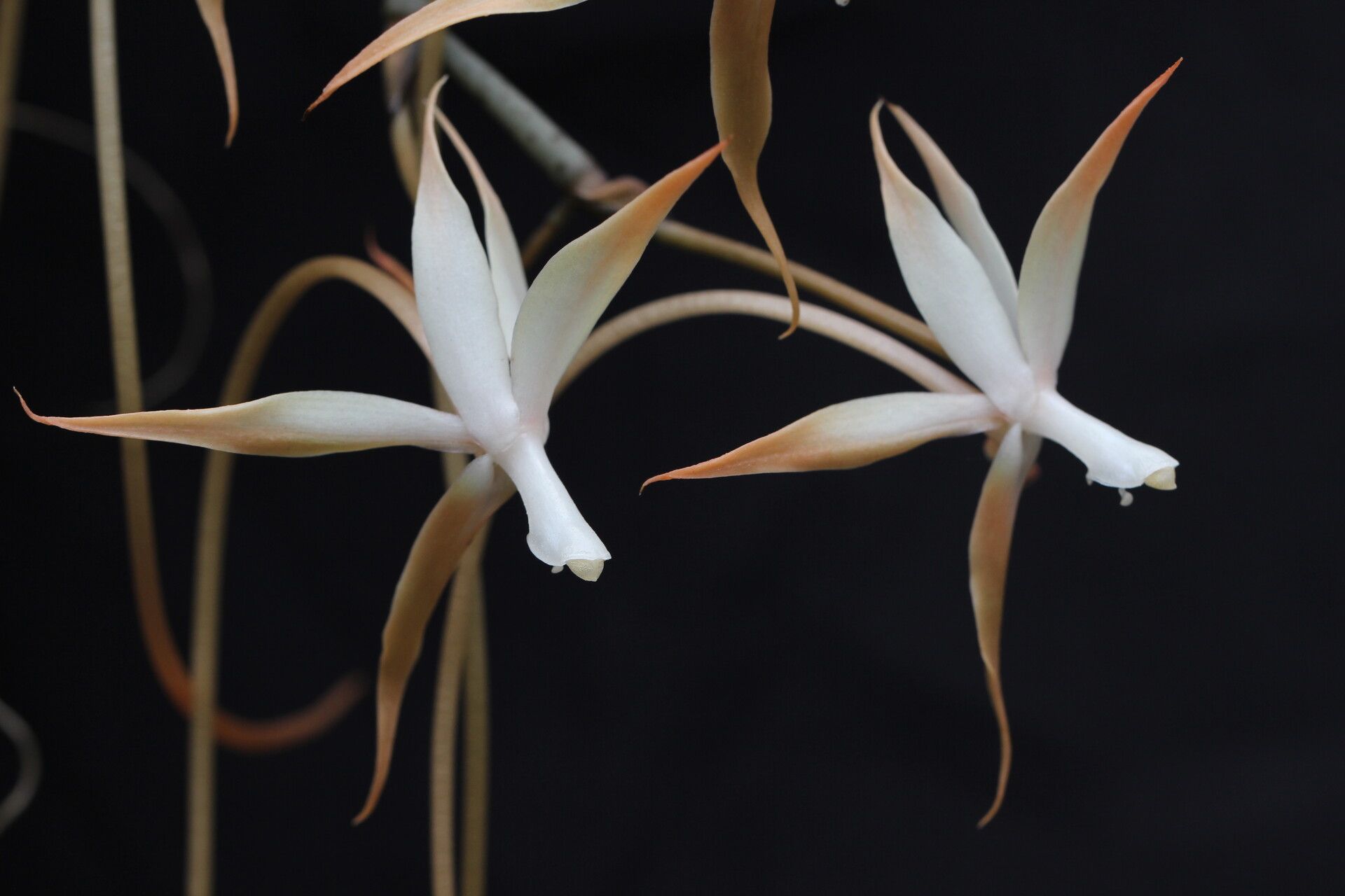 Aerangis bouarensis flower