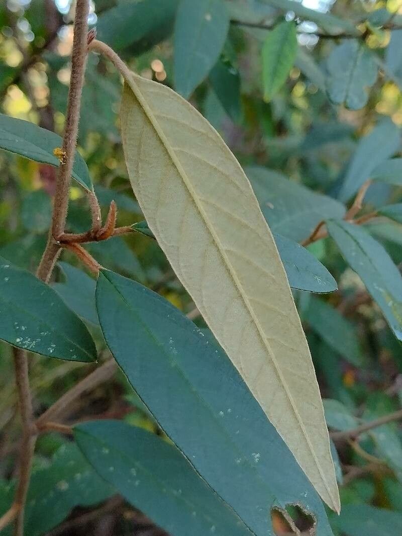 Pomaderris wendlandiana — houseplant care guide