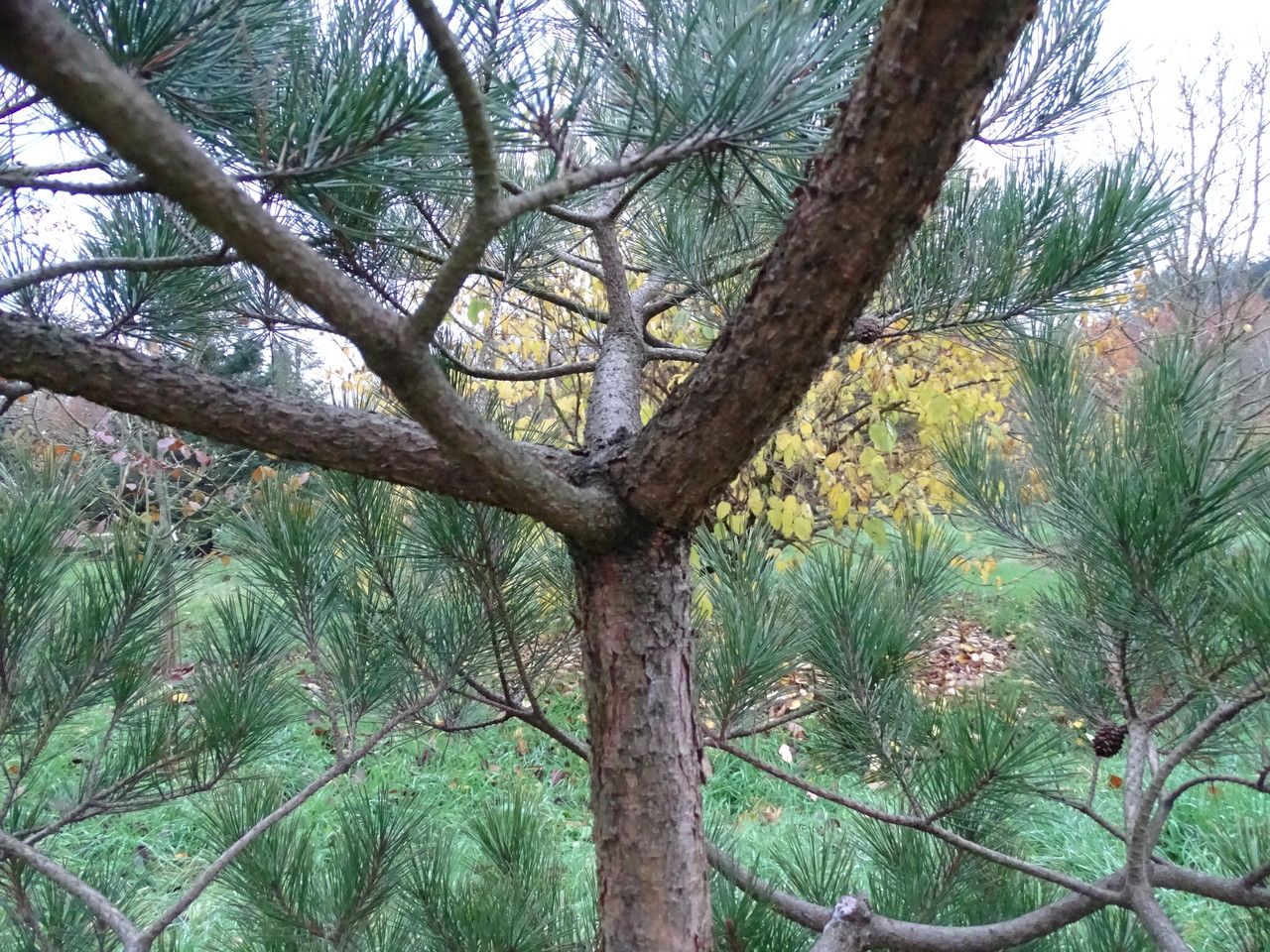 Pinus densiflora bark