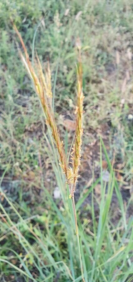 Hyparrhenia papillipes flower