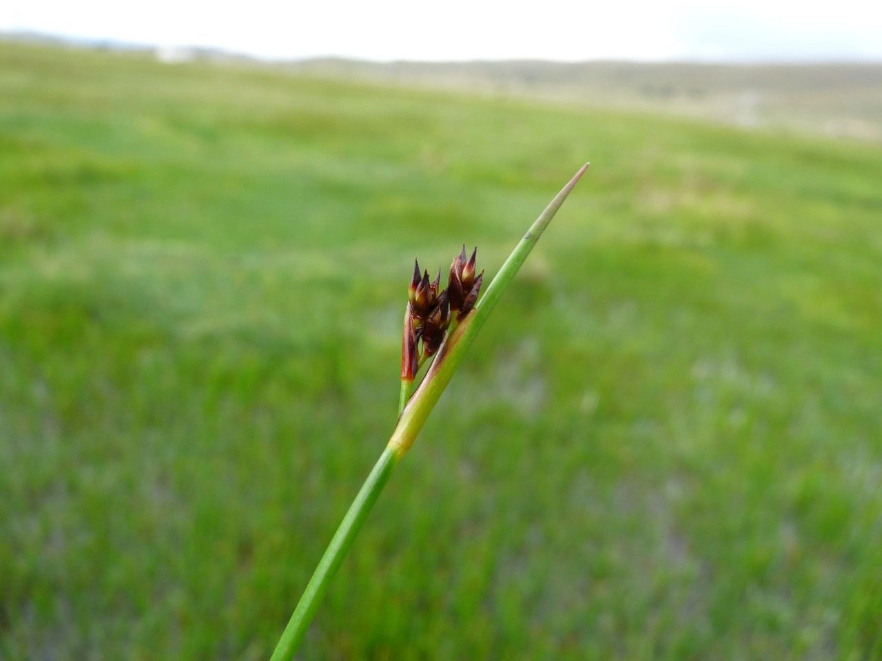 Juncus ebracteatus — houseplant care guide