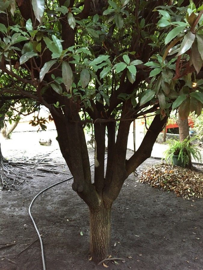 Englerophytum magalismontanum habit