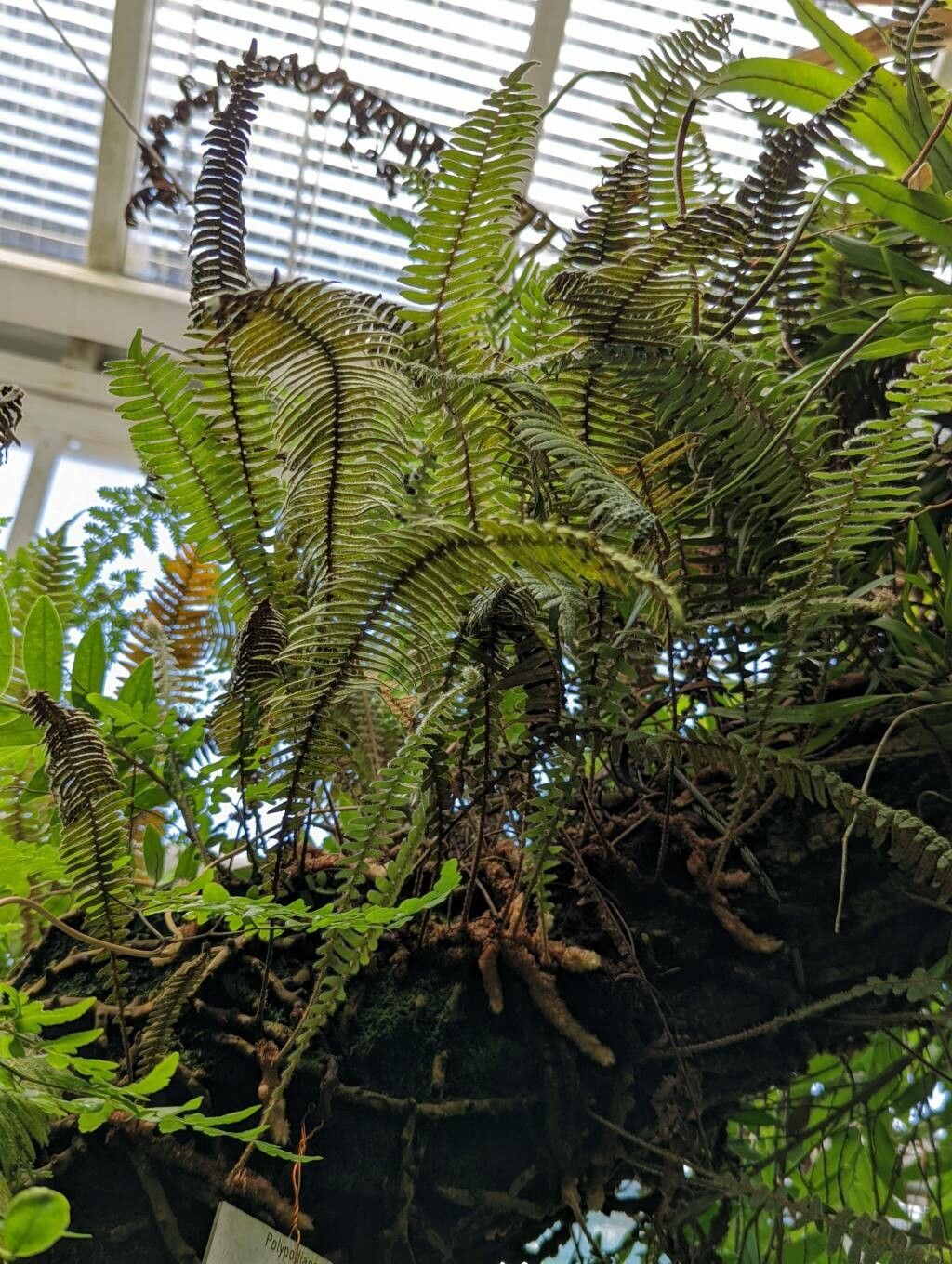 Pleopeltis hirsutissima habit