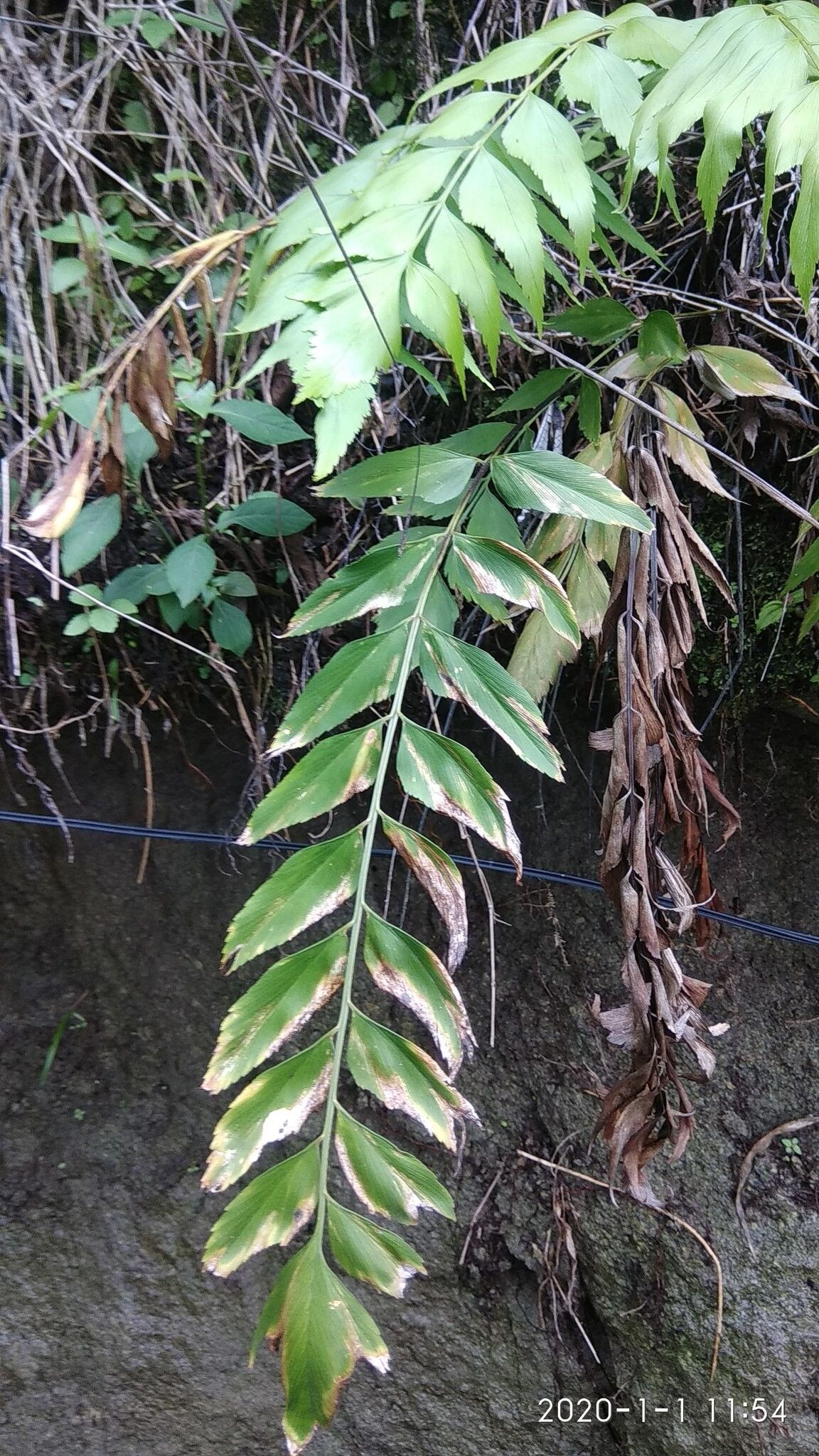 Asplenium macrophyllum leaf