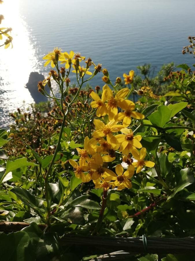 Senecio angulatus flower