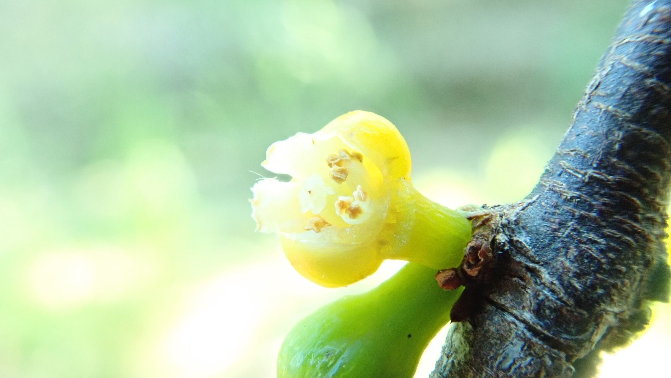 Garcinia corallina flower