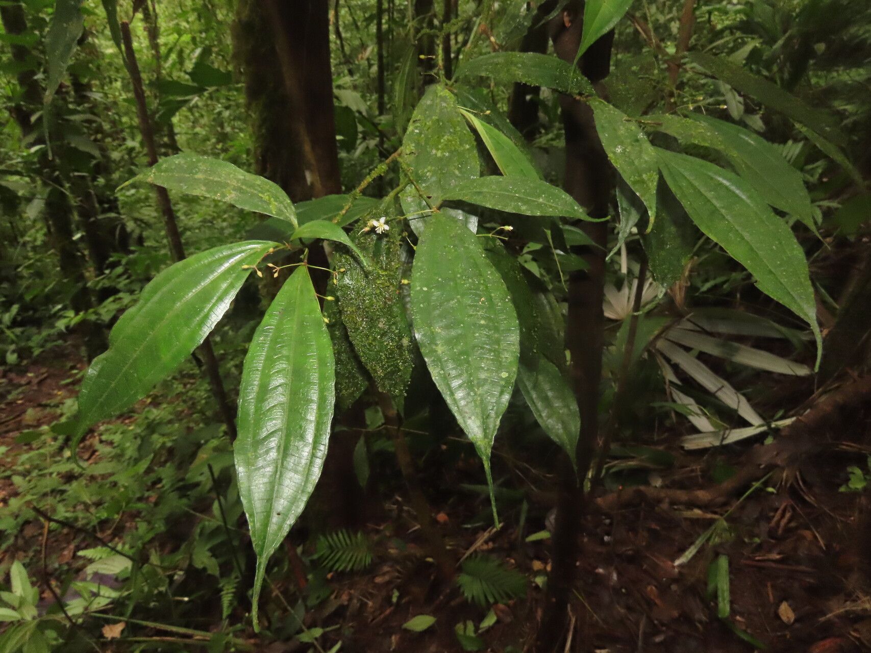 Miconia silviphila — houseplant care guide