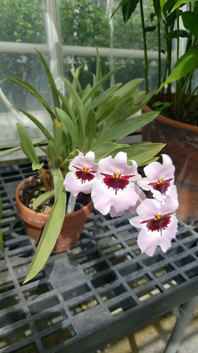Miltoniopsis vexillaria habit