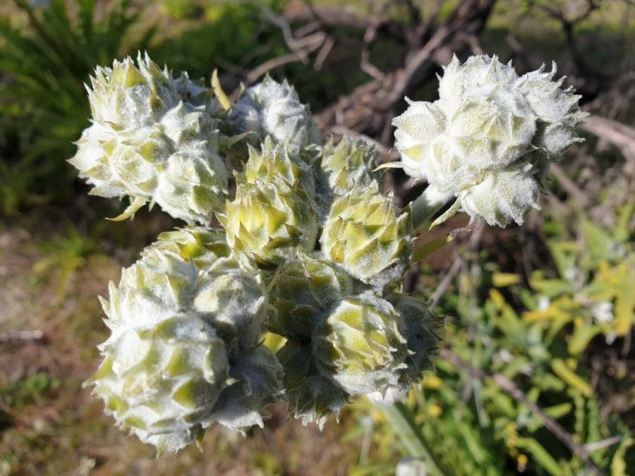 Sonchus acaulis flower
