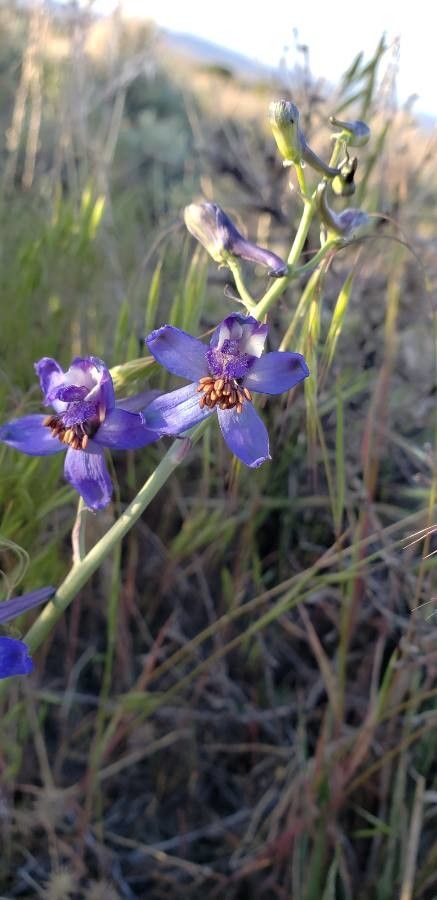 Delphinium scaposum — search result for 'Delphinium'