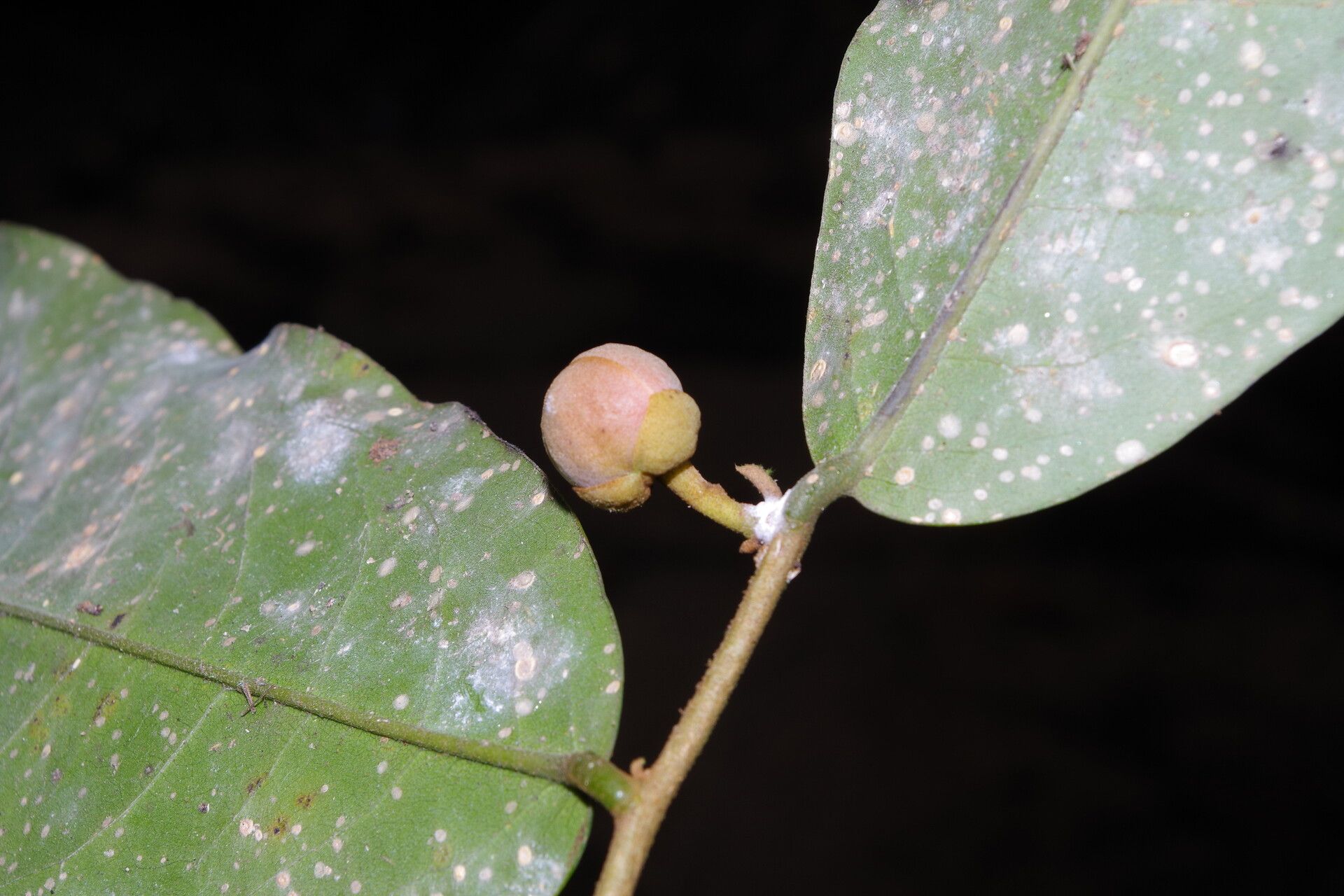 Uvaria obanensis other