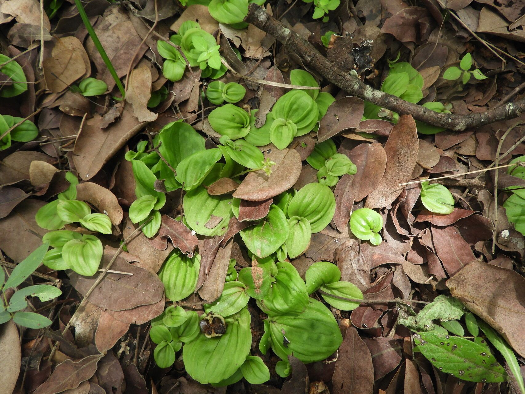Malaxis schliebenii habit