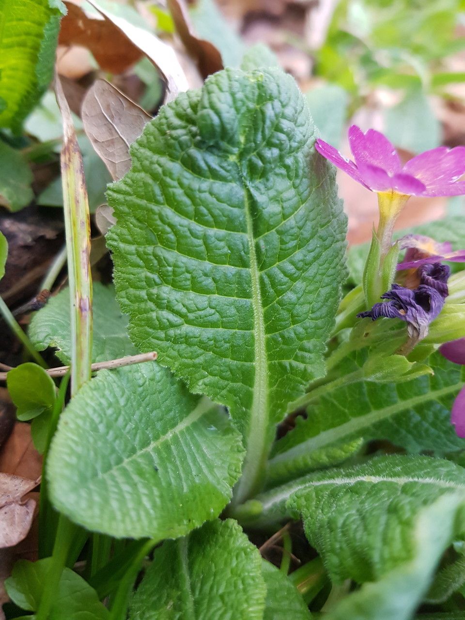 Primula elatior — search result for 'Primulaceae'