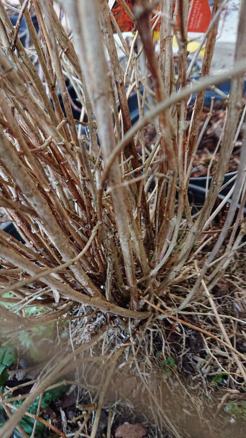 Philadelphus × lemoinei bark