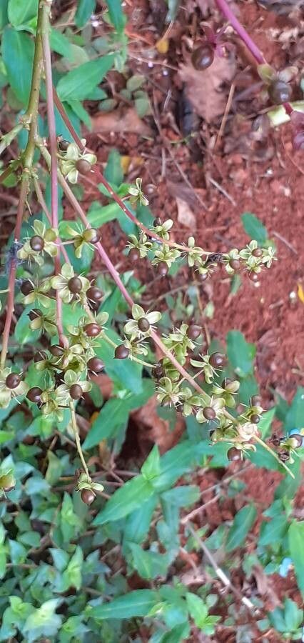 Trichostigma octandrum fruit