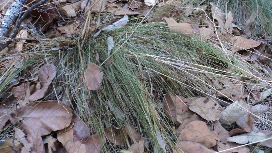 Festuca californica — search result for 'Festuca'
